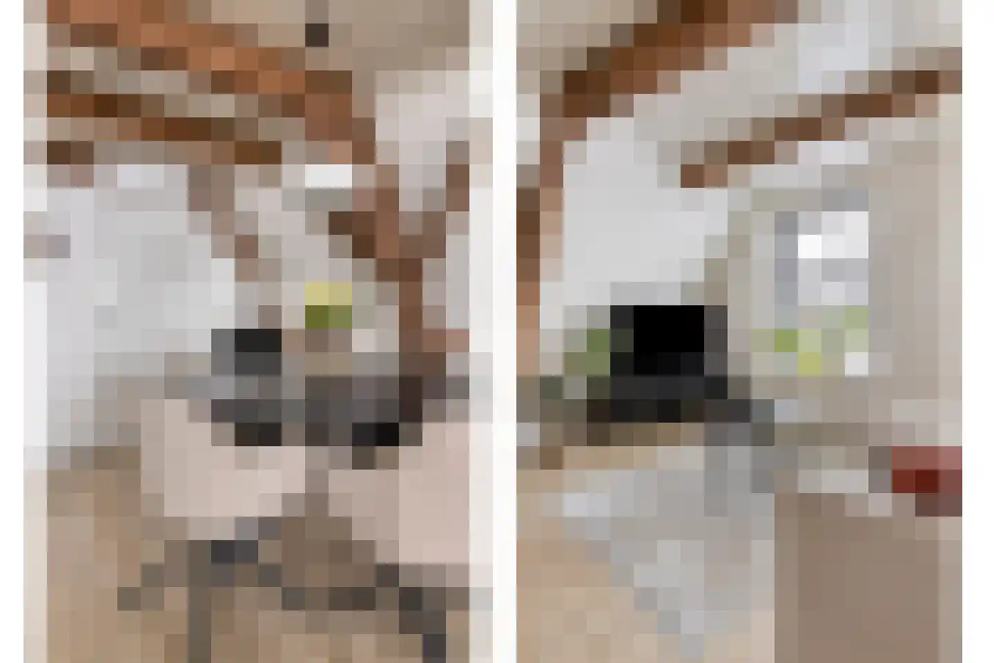 Ganzepoortstraat 9 A Goes thumbnail 20