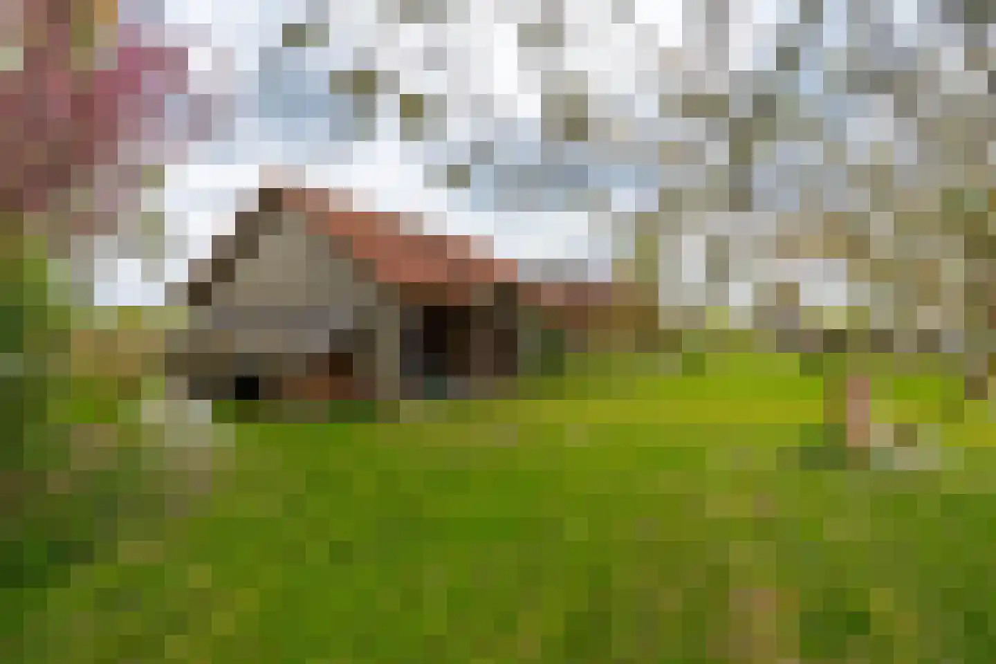 Ganzert 30 Eck en Wiel thumbnail 48