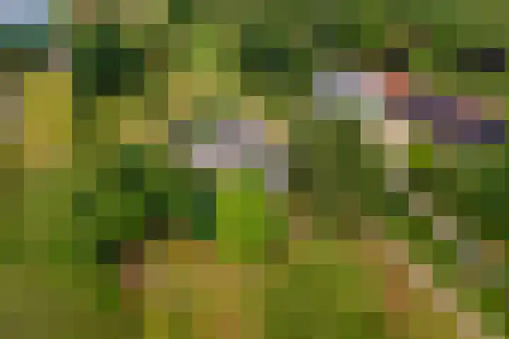 Ganzert 45 Ingen thumbnail 34