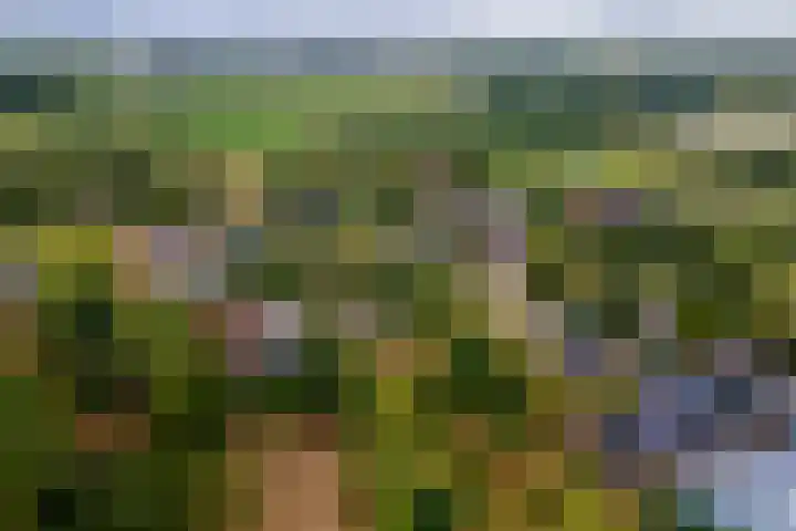 Ganzert 45 Ingen thumbnail 35