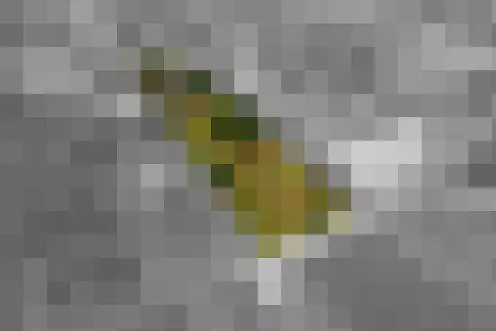 Ganzert 45 Ingen thumbnail 36