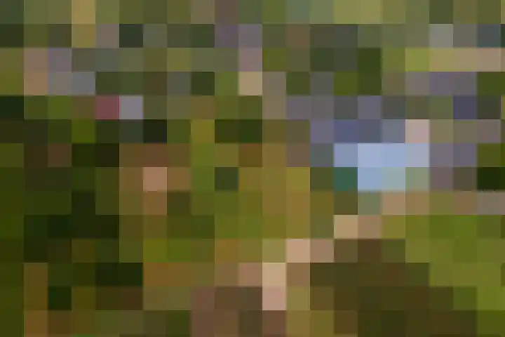 Ganzert 45 Ingen thumbnail 37