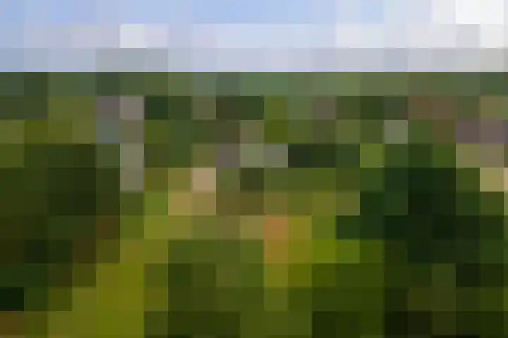 Ganzert 45 Ingen thumbnail 42