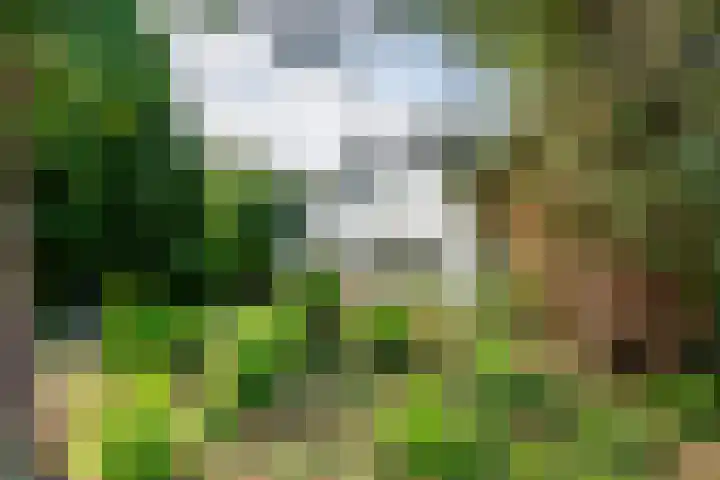 Ganzert 45 Ingen thumbnail 5