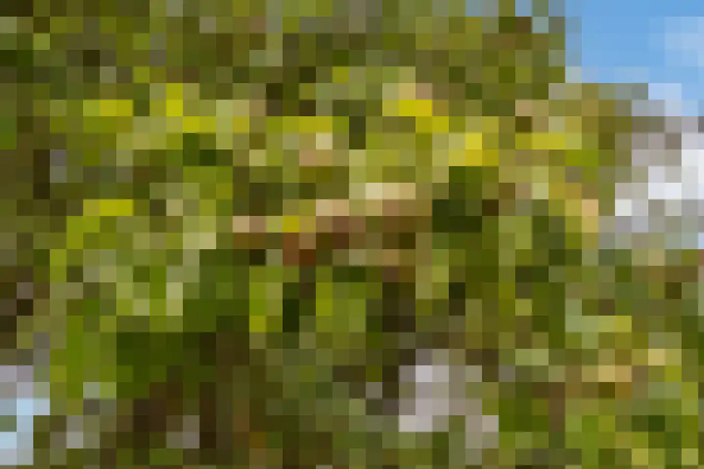 Ganzert 9 Ingen thumbnail 7