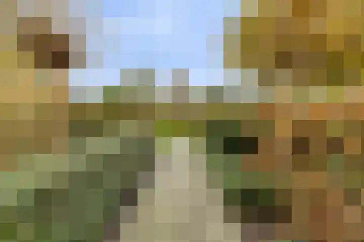 Ganzestraat 23 Heinkenszand thumbnail 5