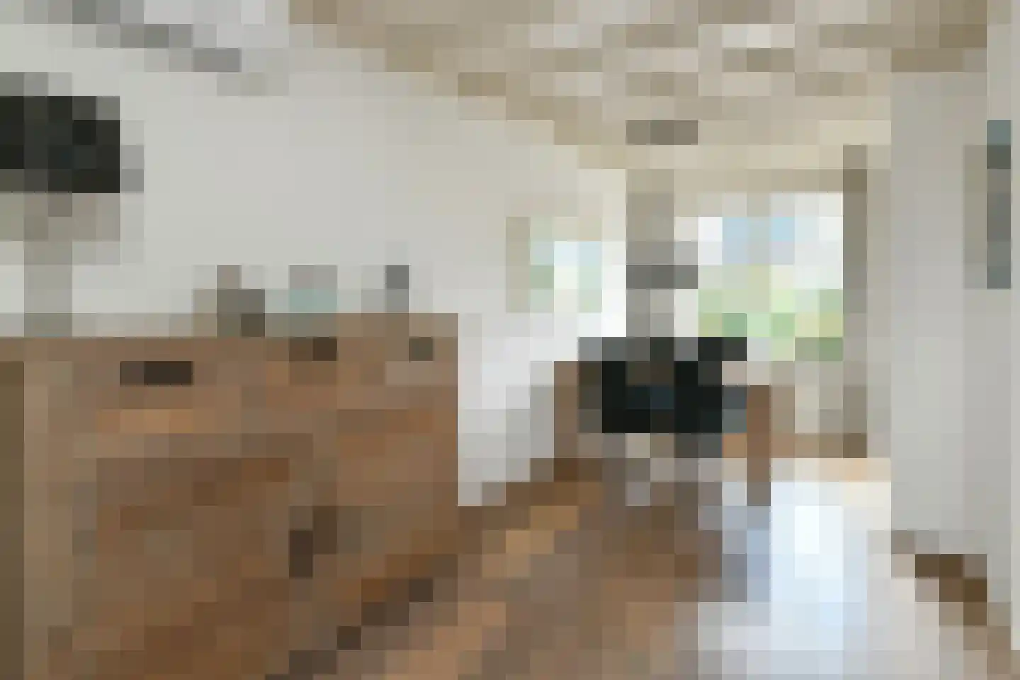 Ganzewei 18 Elst thumbnail 6