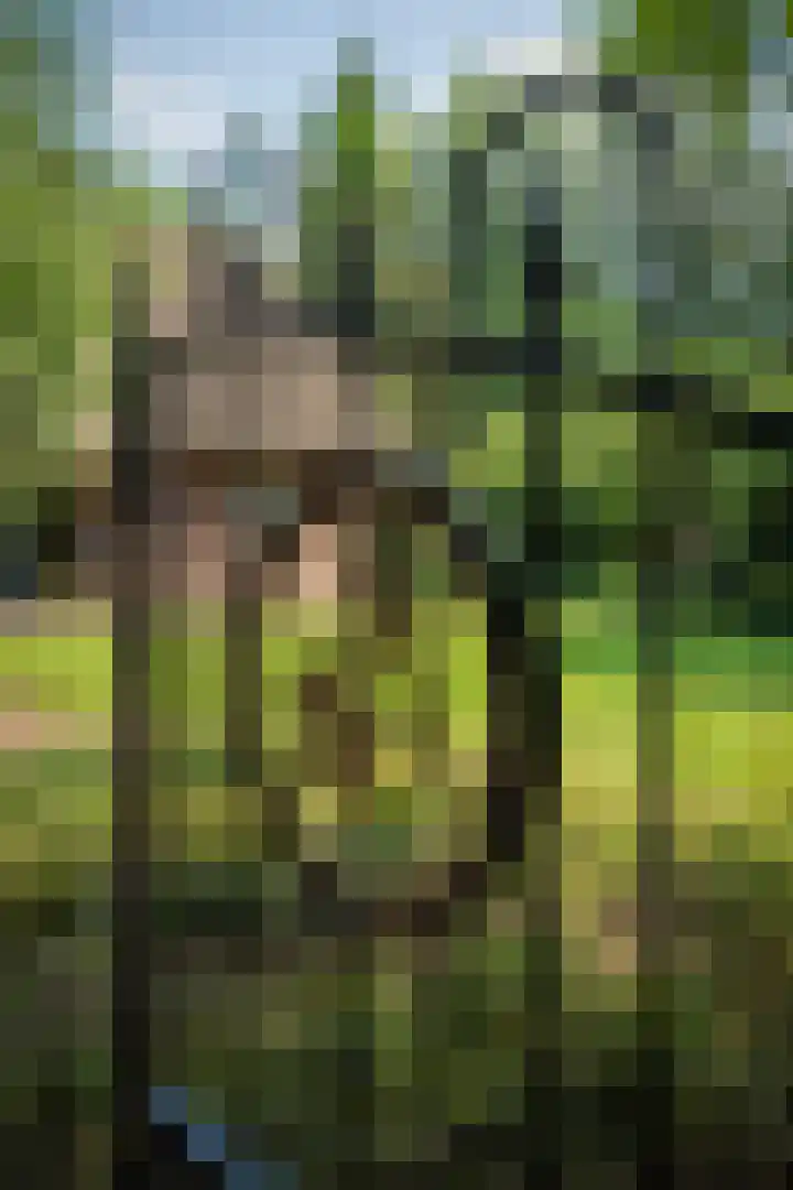 Garderbroekerweg 41 Voorthuizen thumbnail 45