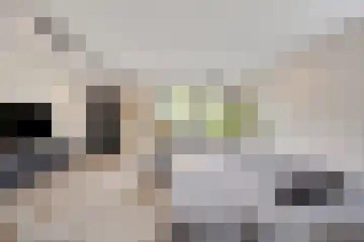 Gardiaanhof 5 Rilland thumbnail 13