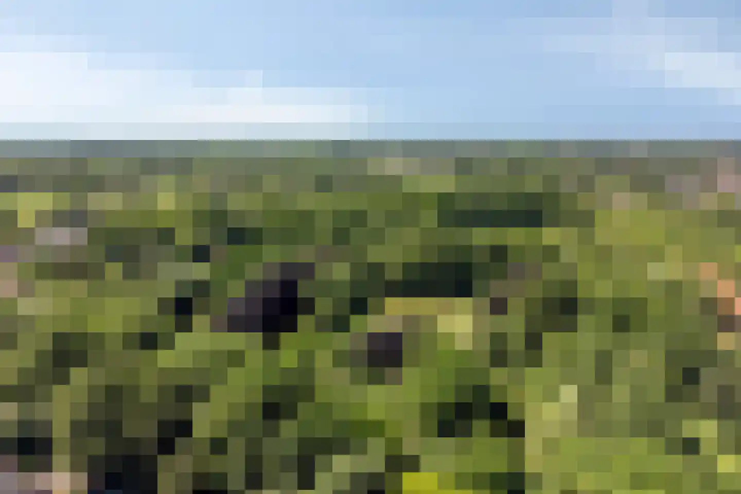 Garst 57 Winschoten thumbnail 60