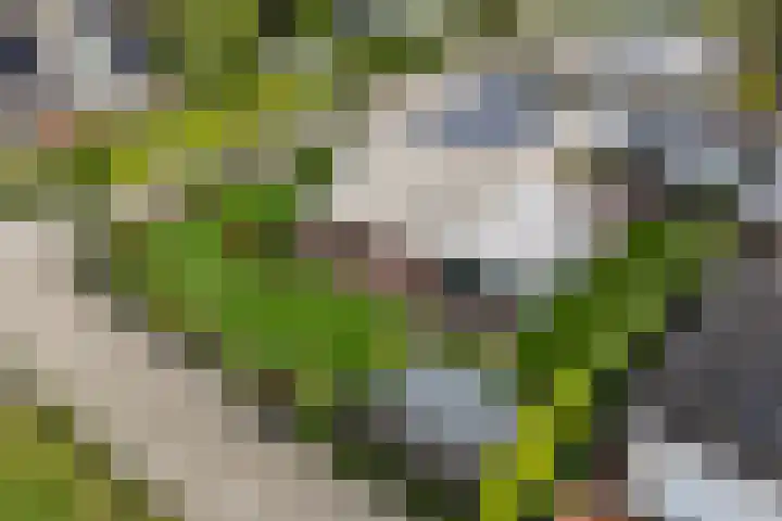 Garve 8 Erica thumbnail 41