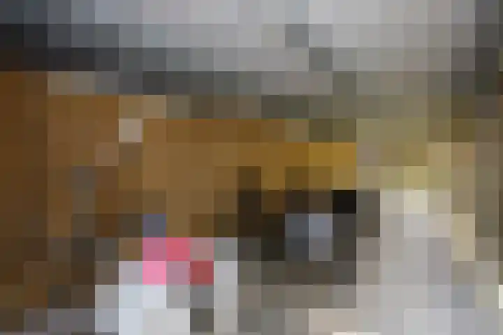 Gaspeldoorn 10 Bergambacht thumbnail 24