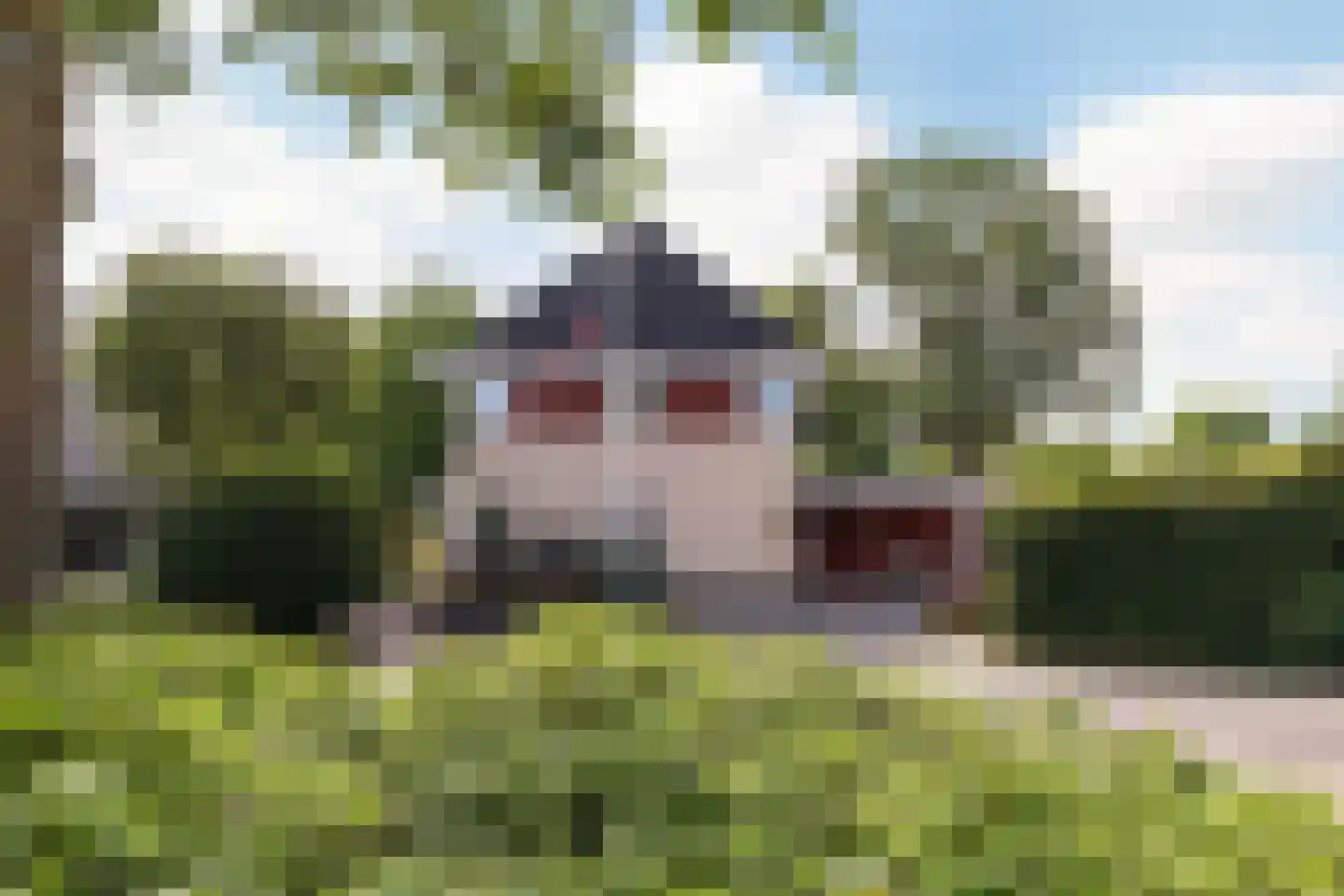 Gaspeldoorn 60 Eerbeek thumbnail 4