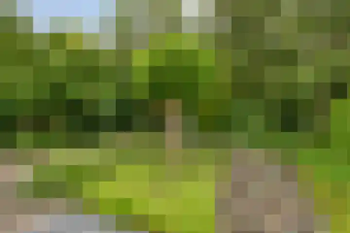 Gaspeldoornlaan 22 Valkenswaard thumbnail 31