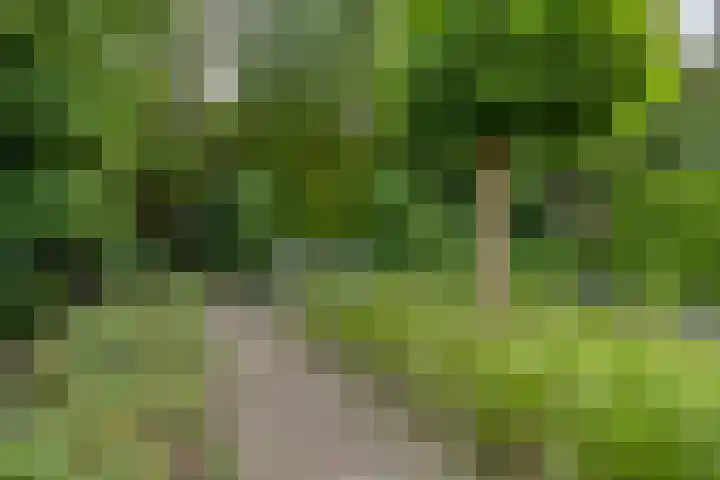 Gaspeldoornlaan 22 Valkenswaard thumbnail 34