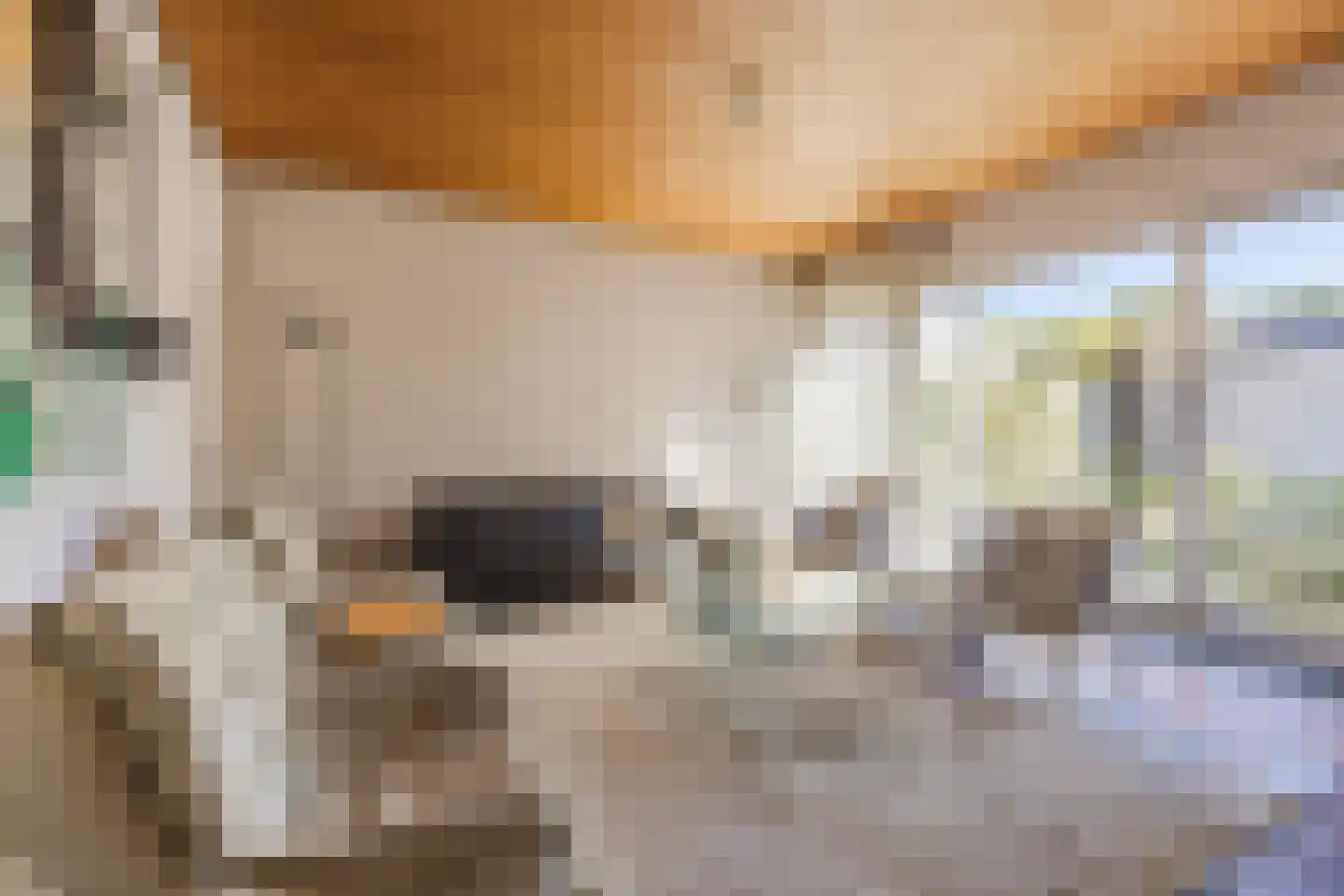 Gastakker 43 Breda thumbnail 10