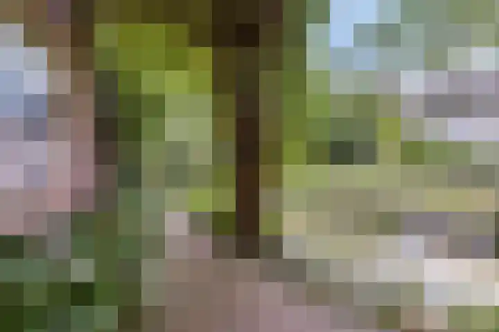 Gasthuisstraat 5 Gemonde thumbnail 31