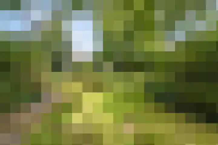 Gasthuisstraat 5 Gemonde thumbnail 37