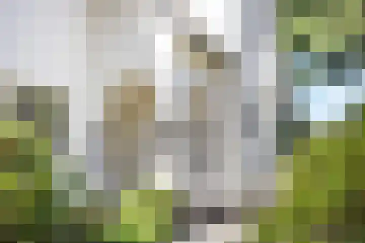 Gasthuisstraat 58 Echt thumbnail 10