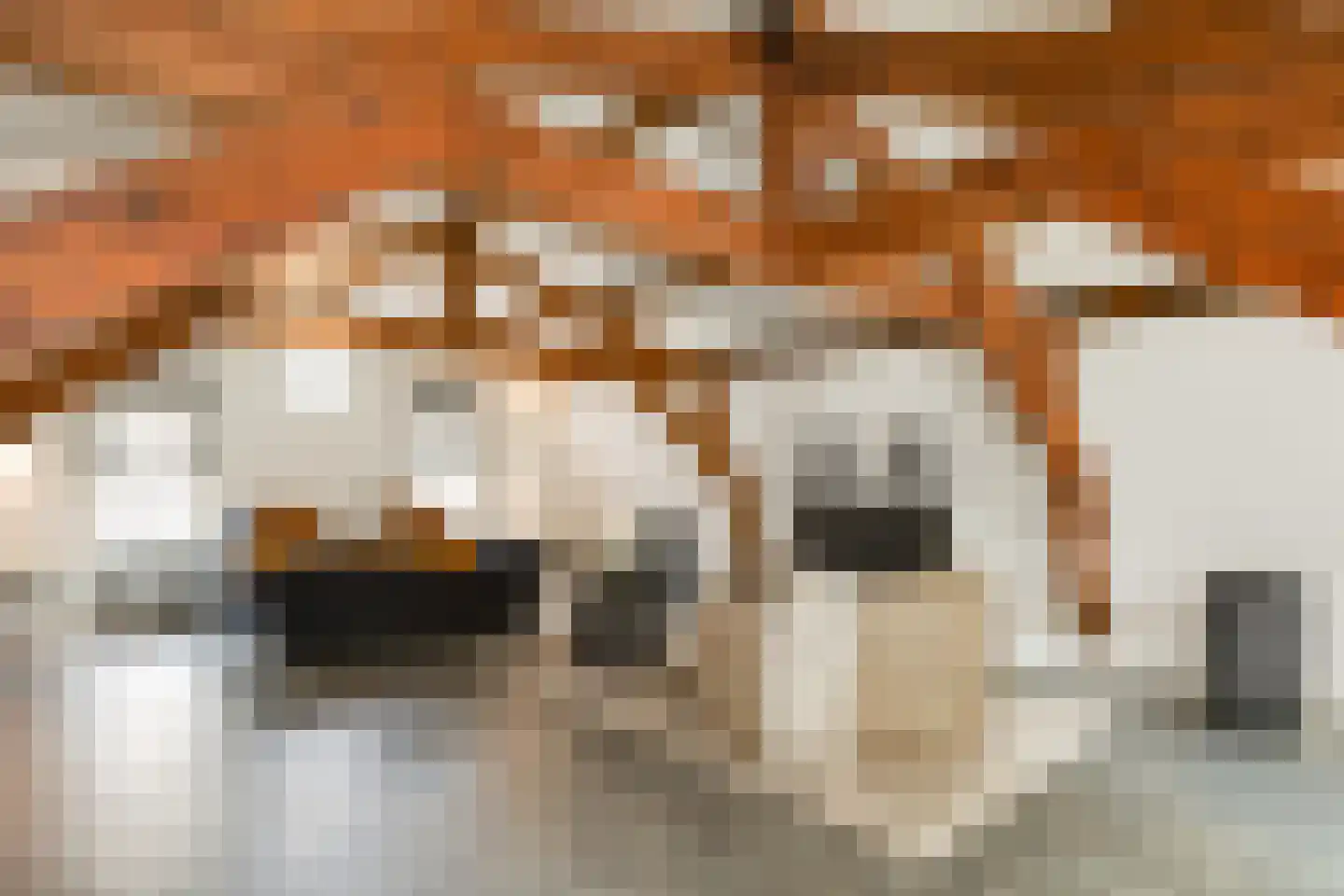 Gasthuisstraat 9 's-Hertogenbosch thumbnail 35