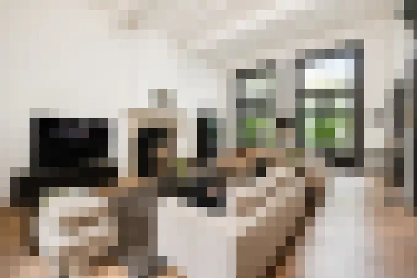 Gasthuisstraat 9 's-Hertogenbosch thumbnail 4