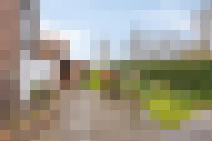 Gatsedijk 62 Maasdam thumbnail 22