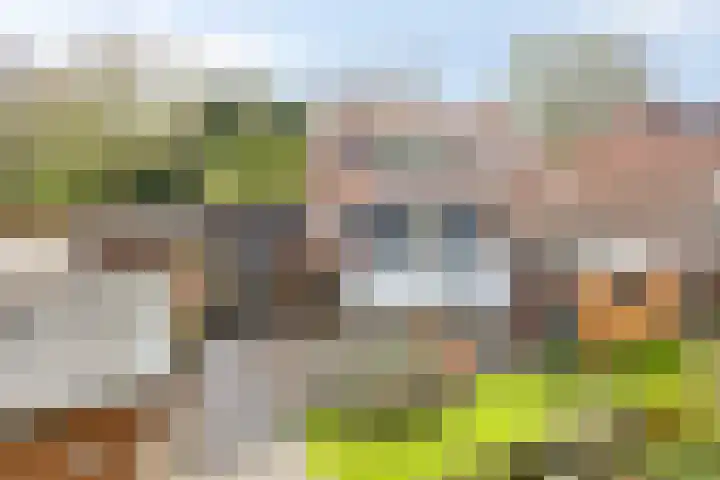 Gatsedijk 62 Maasdam thumbnail 26
