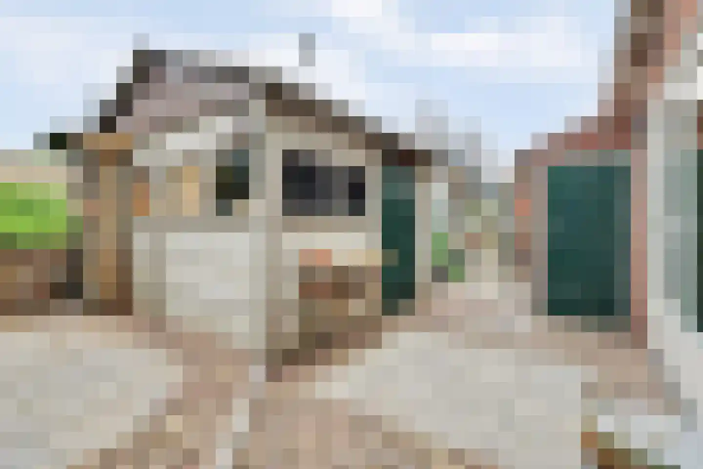 Gawege 22 Waarde thumbnail 22