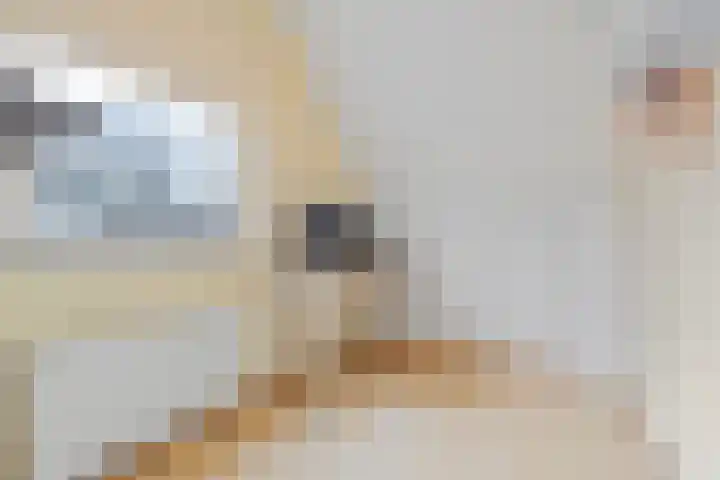Gazellelaan 9 Helmond thumbnail 32