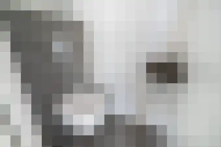 Gebbenlaan 74 Delft thumbnail 9