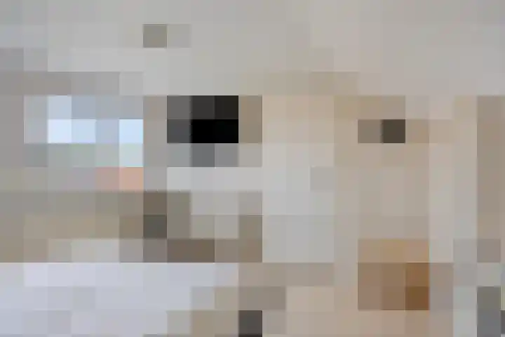 Gebr. van Doornelaan 98 Horst thumbnail 32