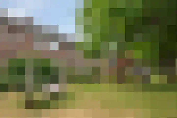 Gebr. van Doornelaan 98 Horst thumbnail 44