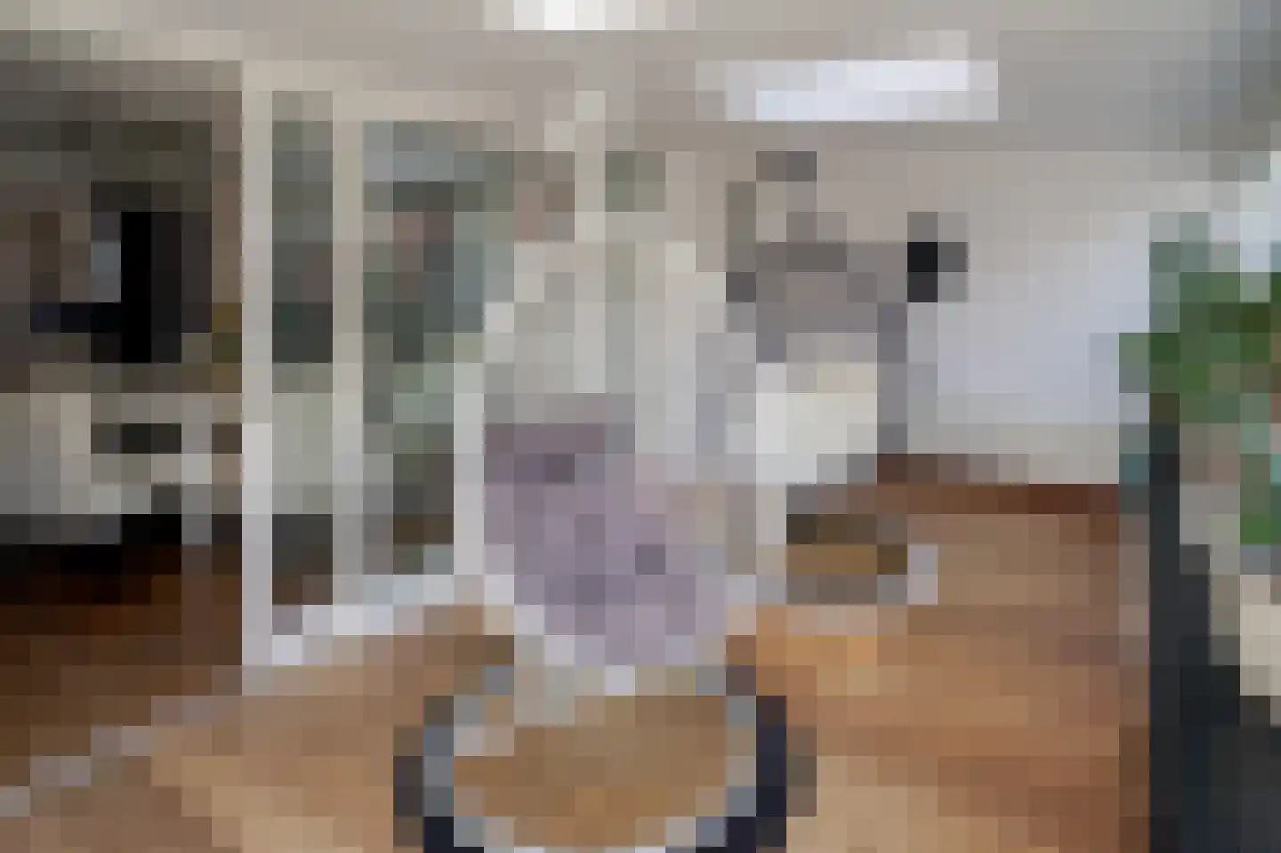 Gedempte Nieuwesloot 133 Alkmaar thumbnail 11