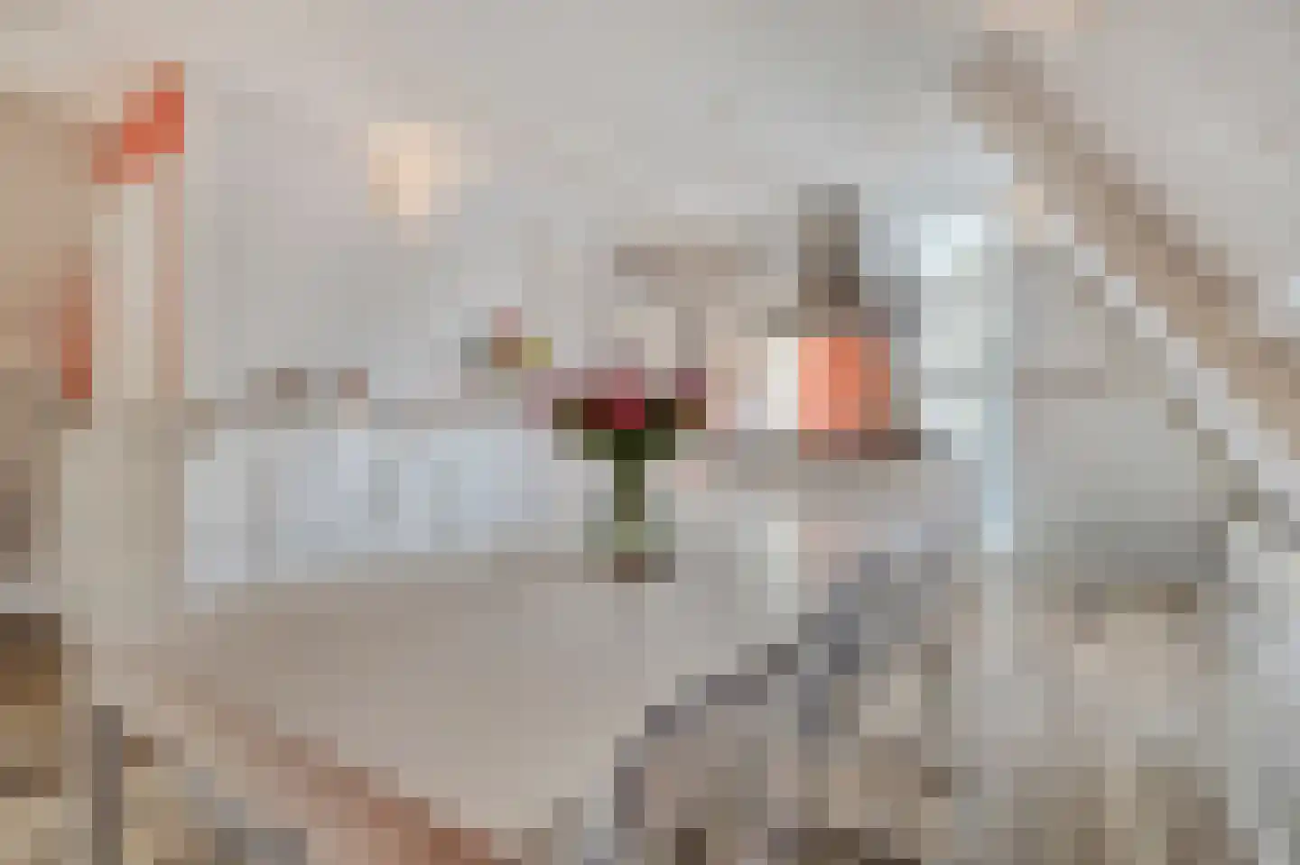 Gedempte Nieuwesloot 75 D Alkmaar thumbnail 19