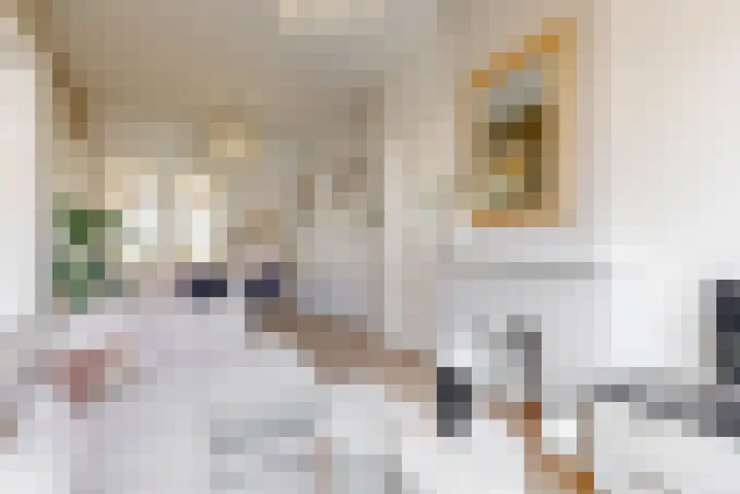 Gedempte Oude Gracht 150 Haarlem thumbnail 8