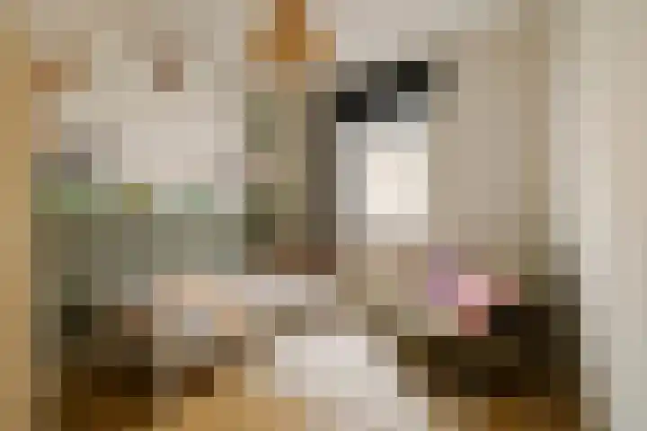 Gedempte Schalk Burgergracht 65 Haarlem thumbnail 17