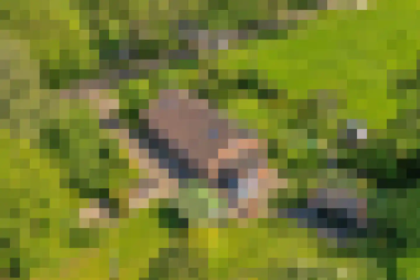 Gedempte Schuinesloot 6 Slagharen thumbnail 4