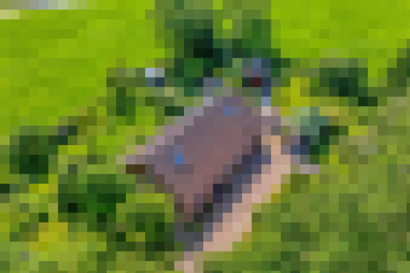 Gedempte Schuinesloot 6 Slagharen thumbnail 5