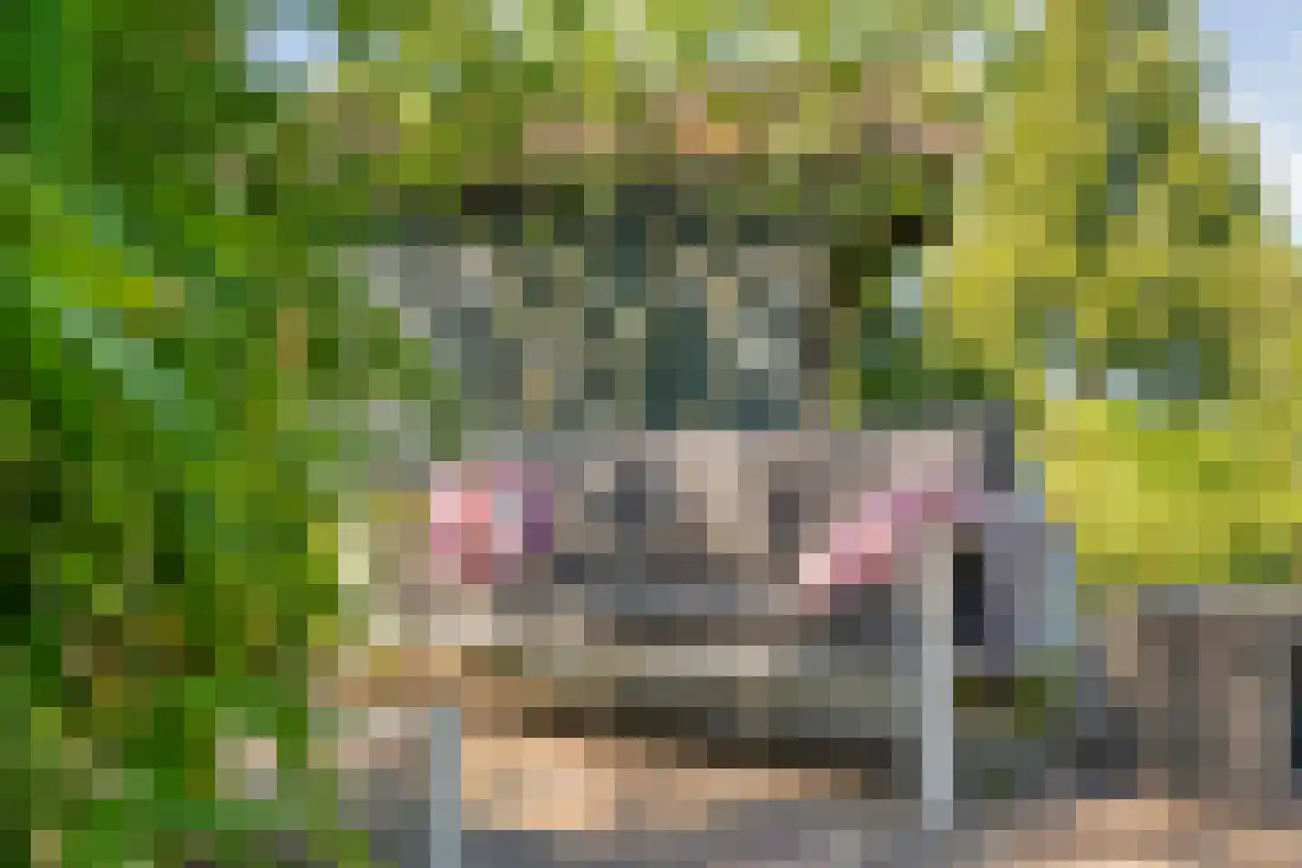 Gedempte Schuinesloot 6 Slagharen thumbnail 52