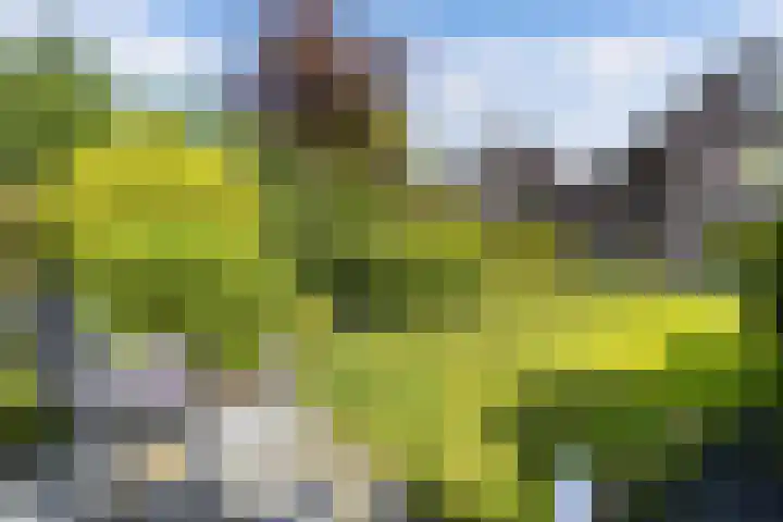 Geelgors 9 Blaricum thumbnail 15