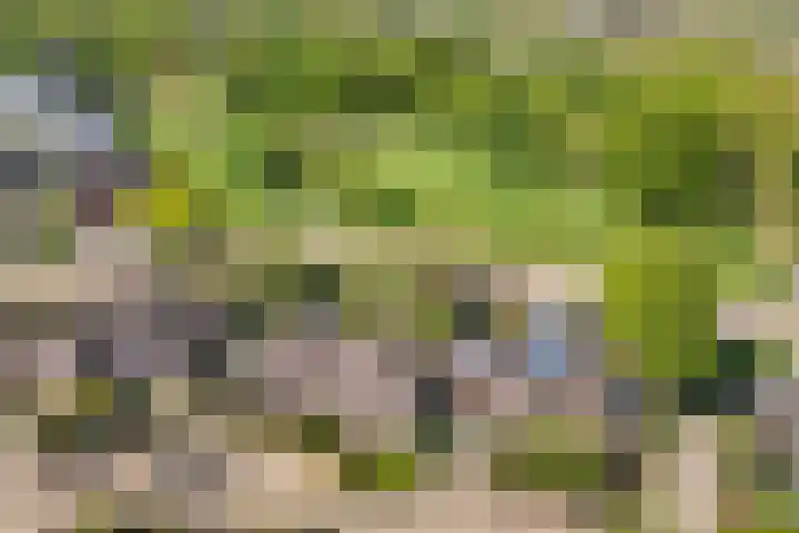 Geelgors 9 Blaricum thumbnail 4