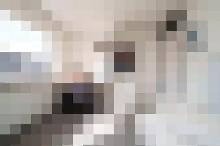 Geelkruid 33 Rotterdam thumbnail 18