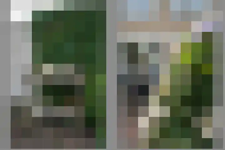 Geelkruid 33 Rotterdam thumbnail 29