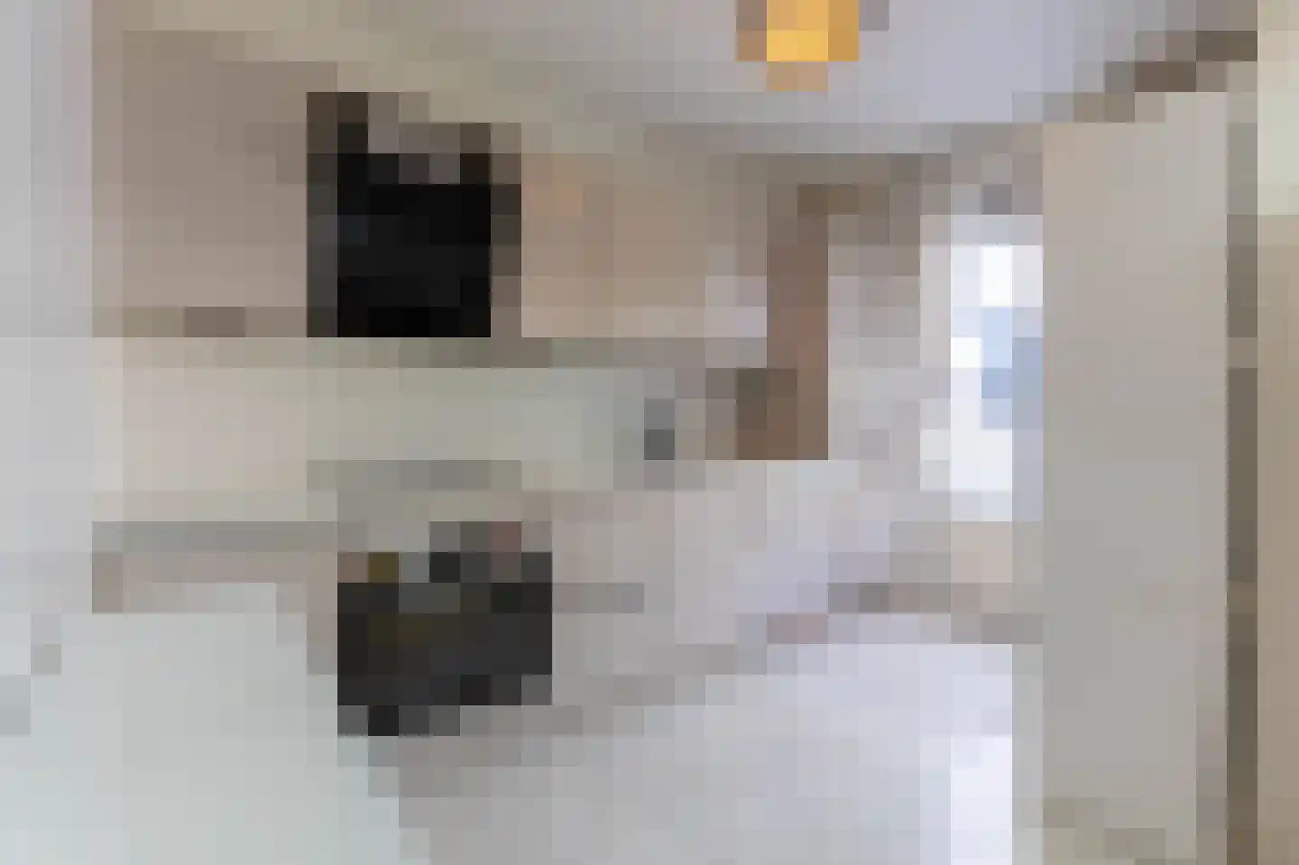Geelkruid 53 Rotterdam thumbnail 7