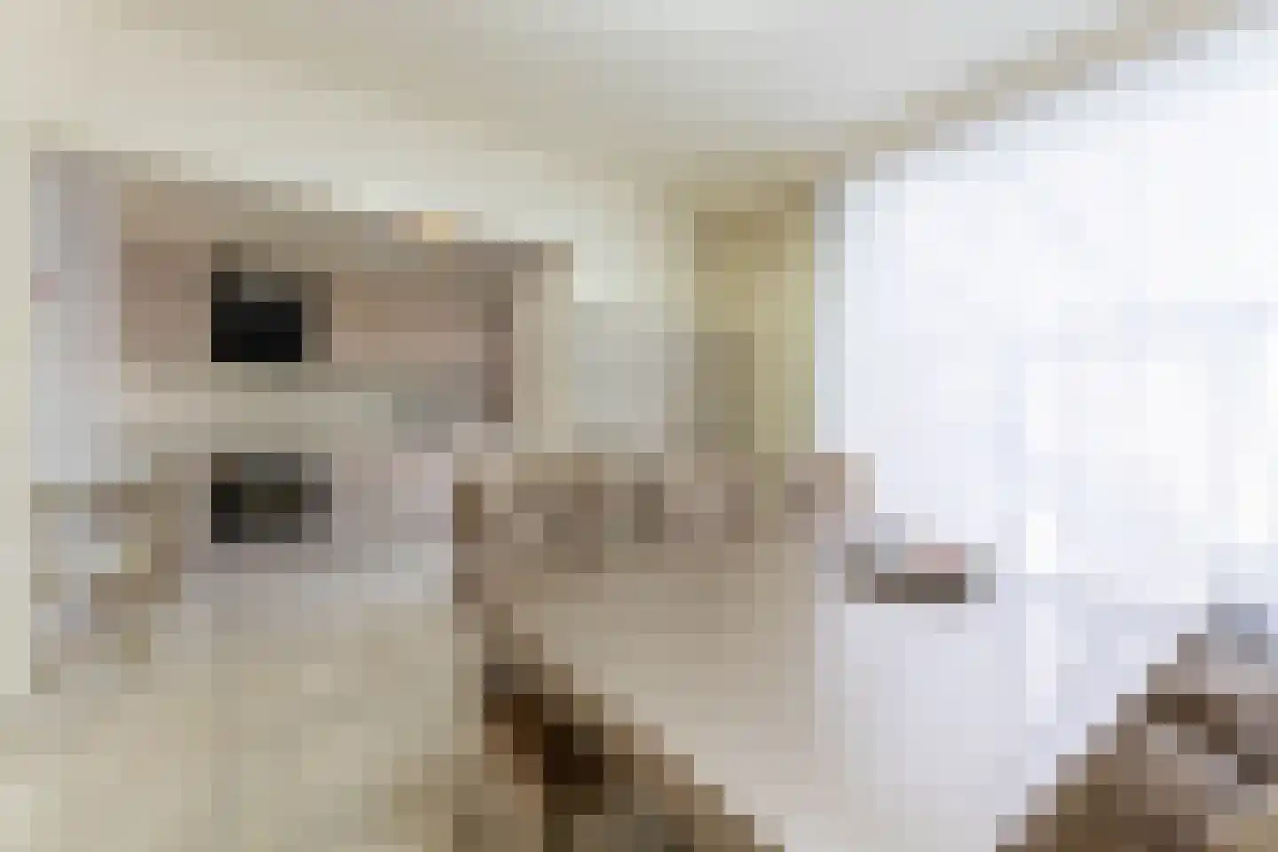 Geelkruid 53 Rotterdam thumbnail 8