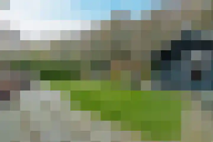 Geelrijs 23 Ammerzoden thumbnail 44