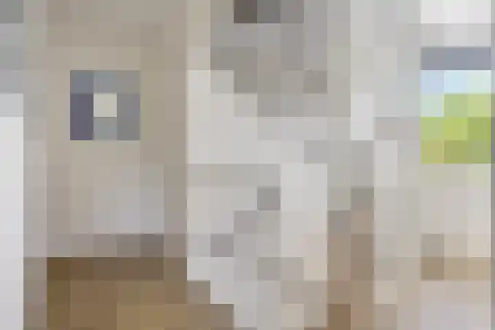 Geelsterlaan 40 Peize thumbnail 24