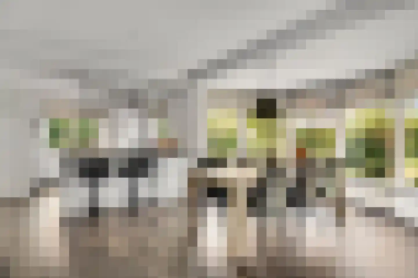 Geer 1 Nederweert thumbnail 9