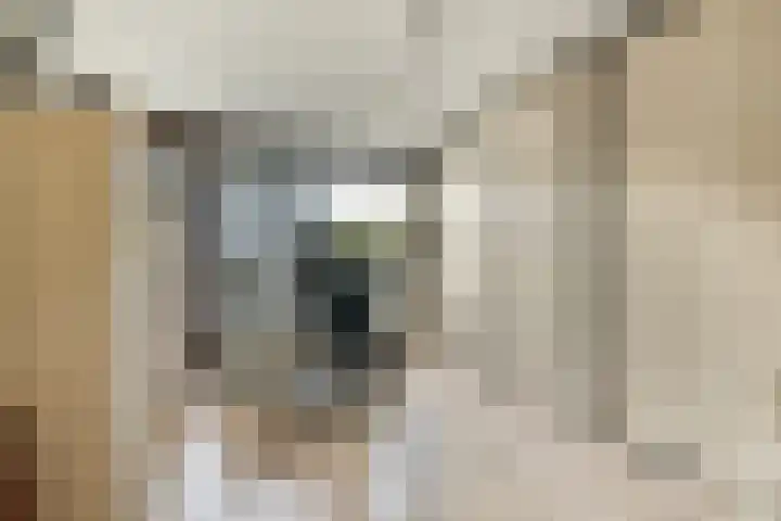 Geert Grootelaan 2 C Vlaardingen thumbnail 29