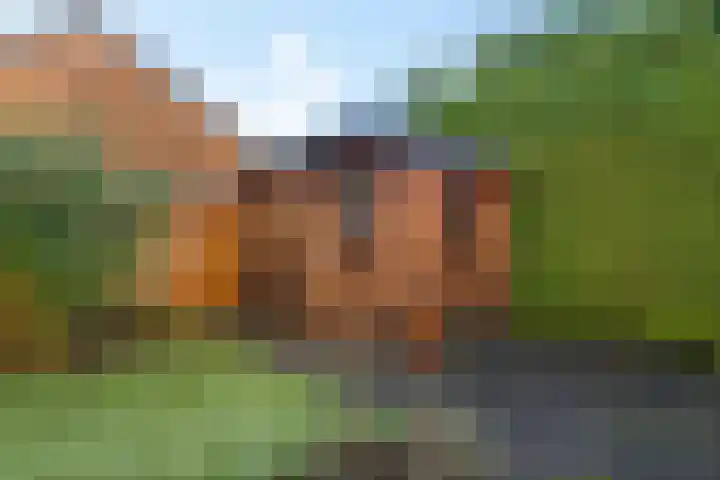 Geert Knolweg 77 Joure thumbnail 38